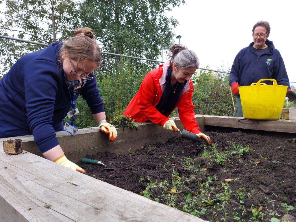 Three people working on one a raised planting bed, removing weeds ready for planting crops.