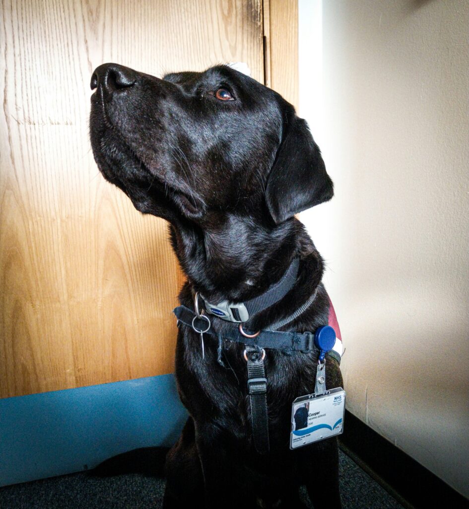 Hearing Dog Cooper, wearing his NHSGGC staff ID badge.